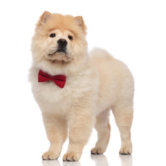 sad chow chow wearing elegant red bowtie looks to side