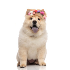 happy chow chow wearing colorful flowers crown panting and sitting