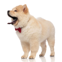 side view of elegant chow chow standing and yawning