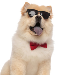 close up of curious chow chow wearing glasses and bowtie
