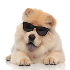happy chow chow wearing sunglasses pants while lying