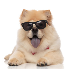 cute chow chow wearing bowtie and sunglasses panting