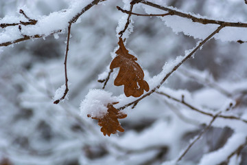 Oak yellow leaves   in winter close-up