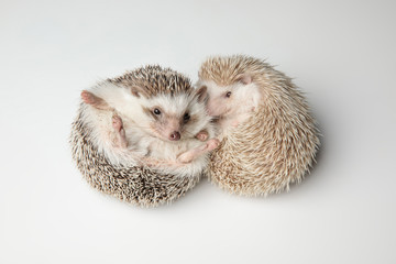 cute african dwarf hedgehog couple resting on back © Viorel Sima