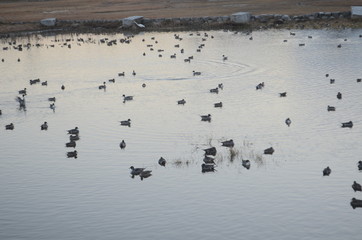 ducks