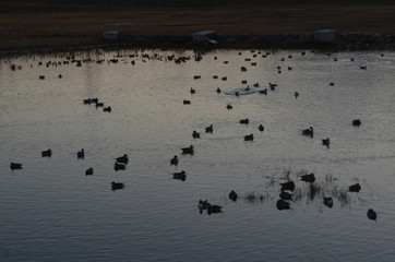 ducks