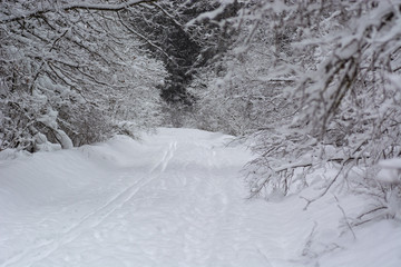 Ski road in the forest