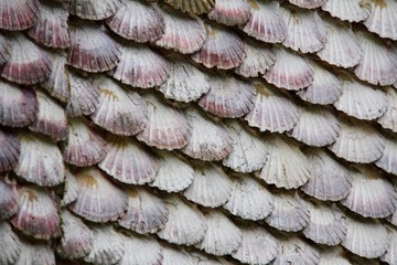 A wall covered of scallop shells in San Caralampio Church, in La Toja Island, in Galicia, Spain