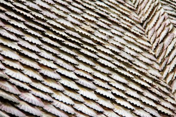 A wall covered of scallop shells in San Caralampio Church, in La Toja Island, in Galicia, Spain