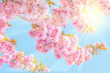 Beautiful sakura pink flower cherry blossom and sun background. Greeting card template. Shallow depth. Soft pink toned. Spring nature