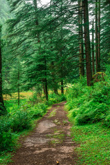 dense tropical jungle trek and rainforest in himalayas, Sainj Valley, Himachal Pradesh, India
