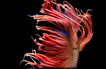 Colors and patterns on the fish tail surface bite.