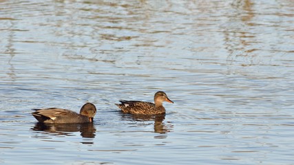 Gadwall (Anas stepera), Crete 