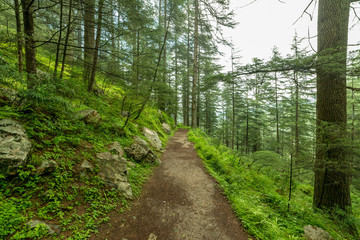 Trek surrounded by tall old trees in evergreen primeval forest of himalayas Sainj Valley, Himachal Pradesh, India