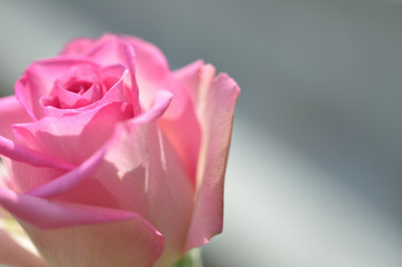 Pink rose


