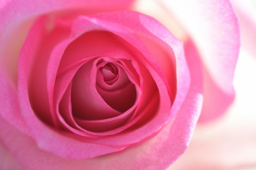 Pink rose

