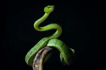 Green insularis pit viper