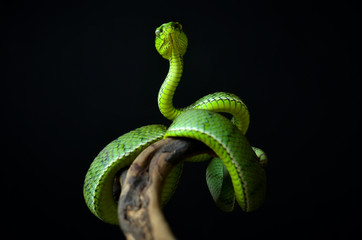 Green insularis pit viper