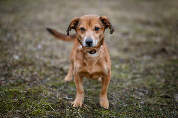 Brown cute dog