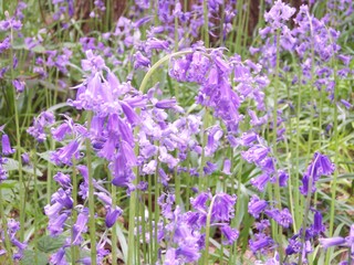 Bluebell Close up