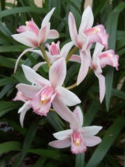 Cymbidium Orchid