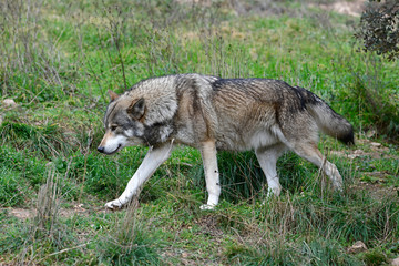 Europäsischer Wolf (Canis lupus lupus) - gray wolf
