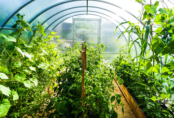 Planting in a polycarbonate greenhouse