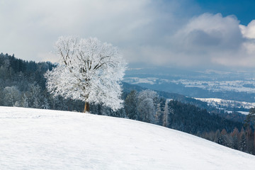 Winterlandschaft Rorschacherberg