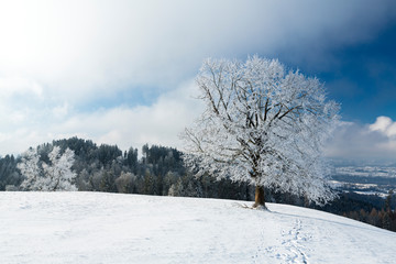 Winterlandschaft Rorschacherberg