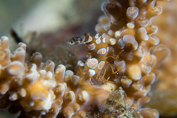 Coral shrimp