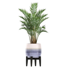 Howea palm in a pot on a white background