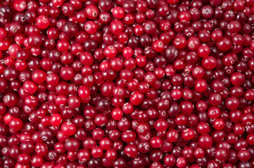 Cranberry. Cranberry background. Cranberries in water. Food background.