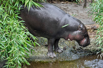 Pigmy hippopotamus. Latin name - Hexaprotodon libiriensis