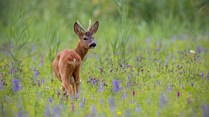 Roe deer, capreolus capreolus, buck in summer on a meadow full of flowers. Roebuck at sunset. Wild animal in natural environment. Cute wild male deer.