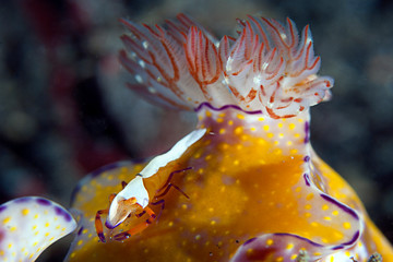 Sea slug Shrimp