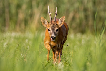 Roe deer, capreolus capreolus, buck running towards camera. Male wild mammal in summer.