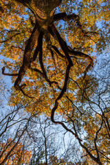 Cime des arbres en automne