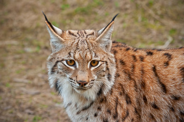 Detailed close-up of adult eursian lynx in autmn forest with blurred background. Endangered mammal...