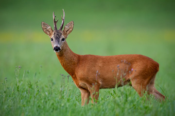 Roe deer buck in summer. Mammal, capreolus capreolus, on green meadow with blurred background. Male...