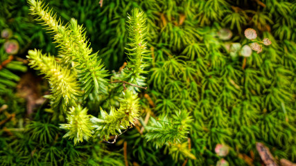 Beautiful Macro Scene Moss in Black forest