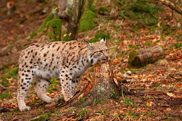 Eursian lynx standing in autmn forest with blurred background. Endangered mammal predator in natural environment. Wildlife scenery from nature.