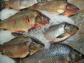 fresh frozen carp fish