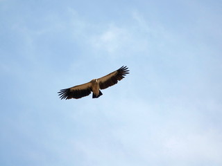Flight of the Bearded Man or the Lamb of the Lat. Gypaetus barbatus, in Kazakhstan.