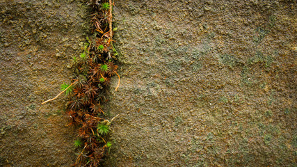 Moss growing out of cracked rock