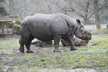 Obraz premium rhinoceros in the park