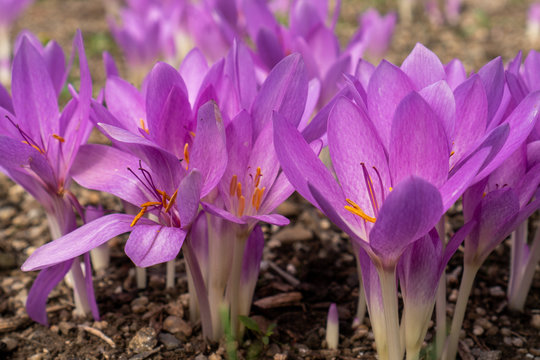 Closeup of beautiful and delicate purple flowers with white stems. Colchicum autumnale flowers, commonly known as autumn crocus or meadow saffron.