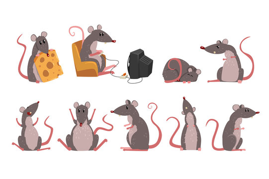 Cute grey mouse set, funny rodent character in different situations vector Illustrations