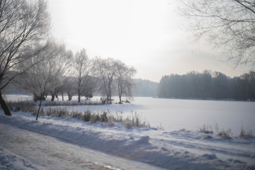 snowy winter forest