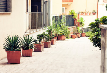 Plant in pot on the historic street of Acitrezza, Catania, Sicily, Italy, traditional architecture