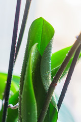 green leaves of orchid flower after spraying. home gardening